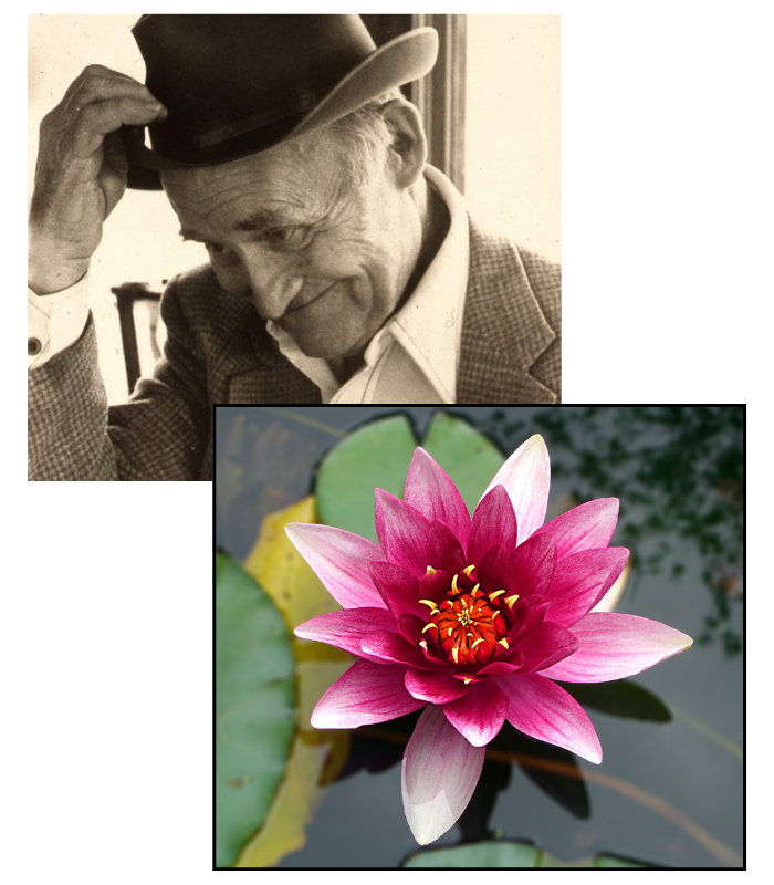 older man tipping hat with lotus flower overlayed